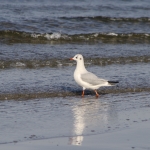 Ostseeherbst14_140